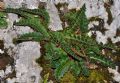 Asplenium ceterach